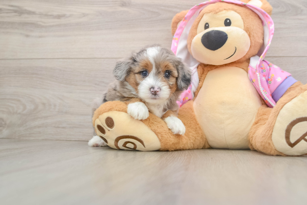 Best Mini Aussiedoodle Baby