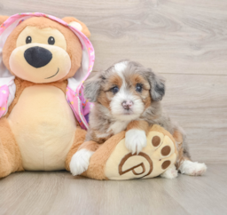 7 week old Mini Aussiedoodle Puppy For Sale - Windy City Pups