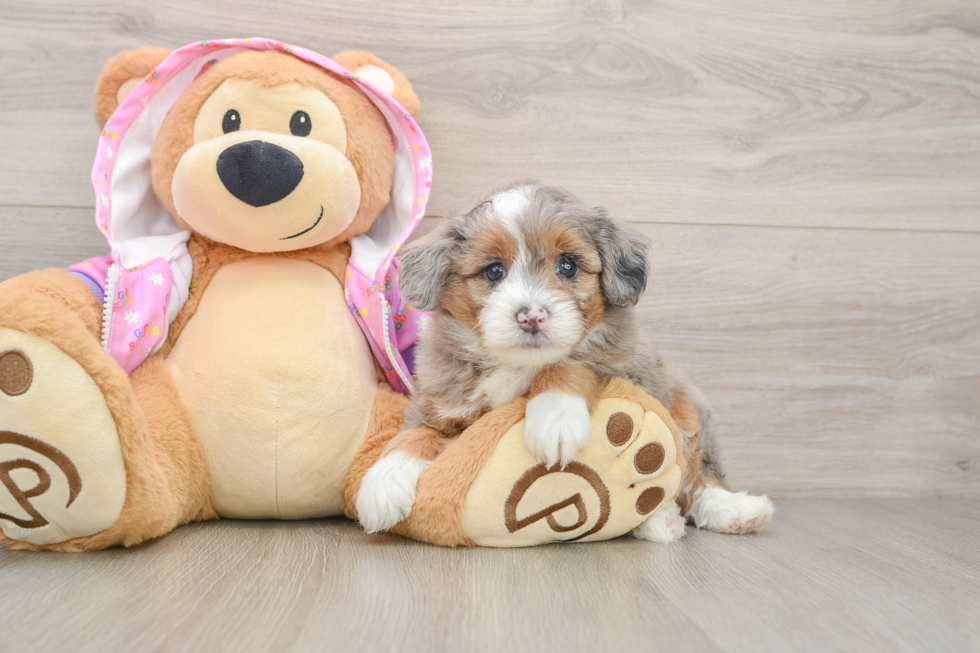 Fluffy Mini Aussiedoodle Poodle Mix Pup
