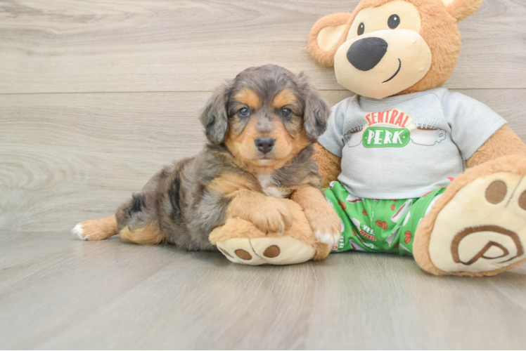Popular Mini Aussiedoodle Poodle Mix Pup