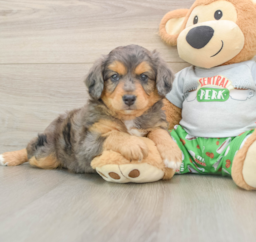 6 week old Mini Aussiedoodle Puppy For Sale - Windy City Pups