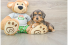 Best Mini Aussiedoodle Baby