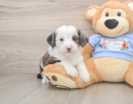 8 week old Mini Aussiedoodle Puppy For Sale - Windy City Pups