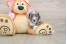 Friendly Mini Aussiedoodle Baby