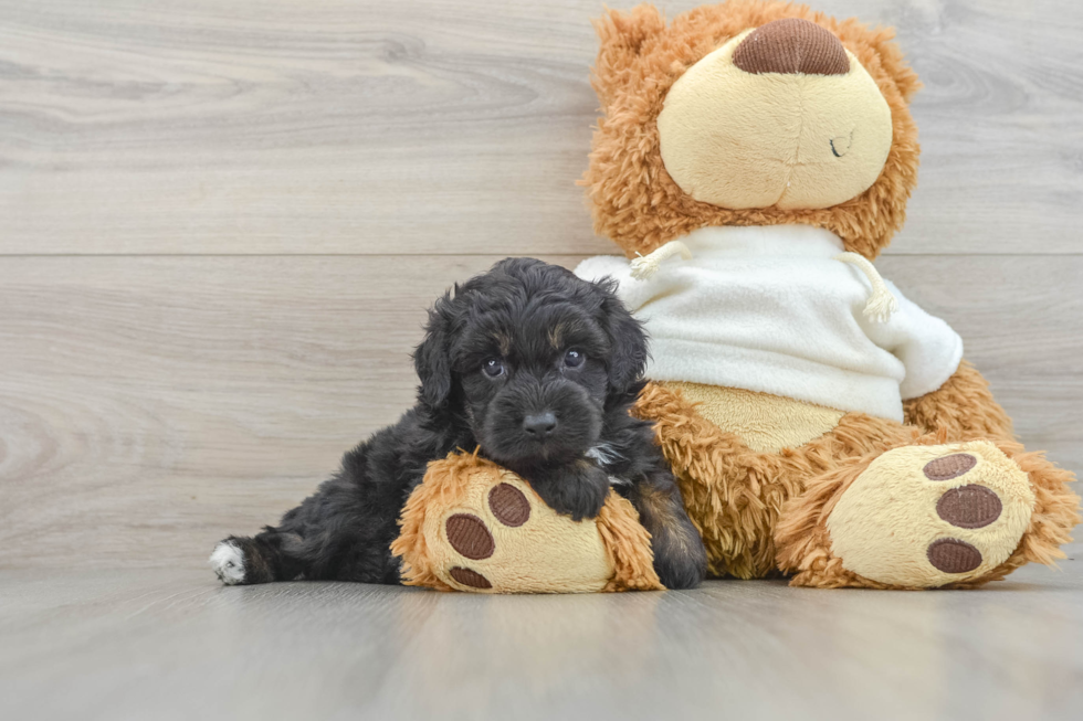 Mini Aussiedoodle Puppy for Adoption