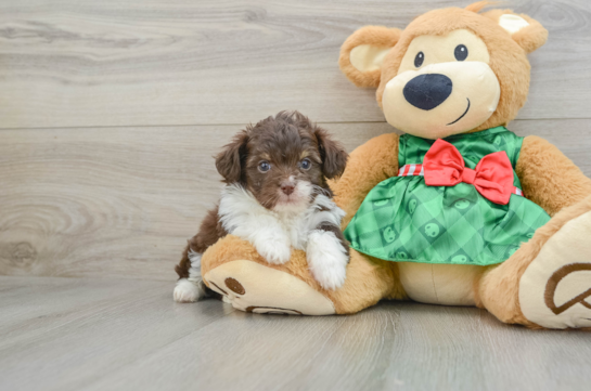 Fluffy Mini Aussiedoodle Poodle Mix Pup