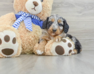 7 week old Mini Aussiedoodle Puppy For Sale - Windy City Pups