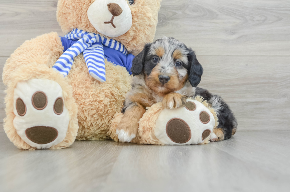 7 week old Mini Aussiedoodle Puppy For Sale - Windy City Pups