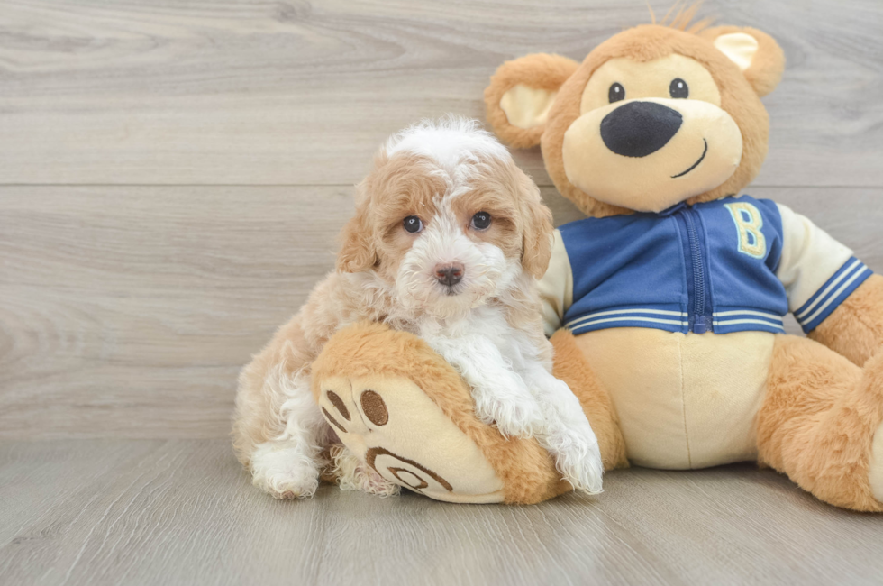 6 week old Mini Aussiedoodle Puppy For Sale - Windy City Pups