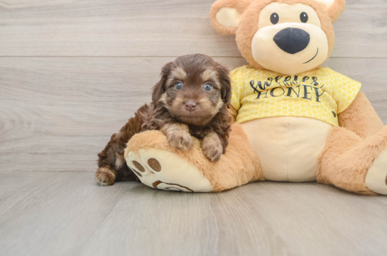 Mini Aussiedoodle Pup Being Cute