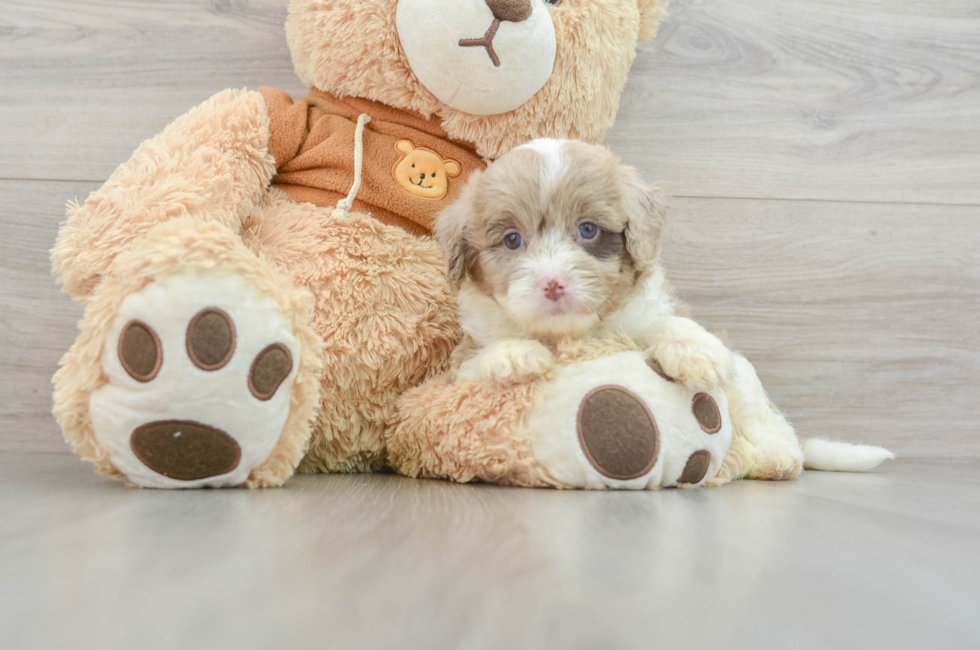 9 week old Mini Aussiedoodle Puppy For Sale - Windy City Pups