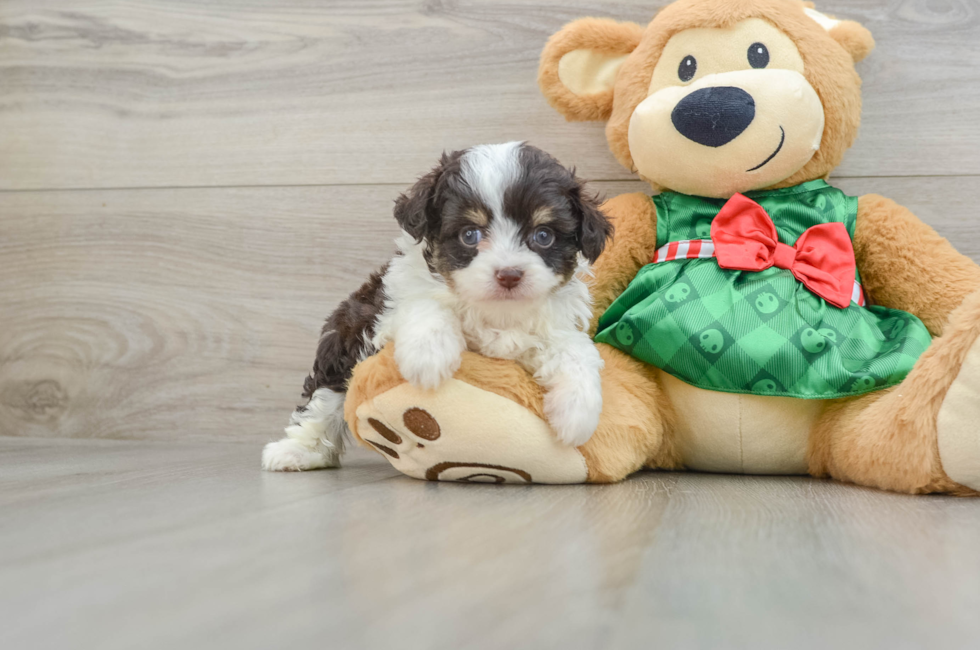 5 week old Mini Aussiedoodle Puppy For Sale - Windy City Pups