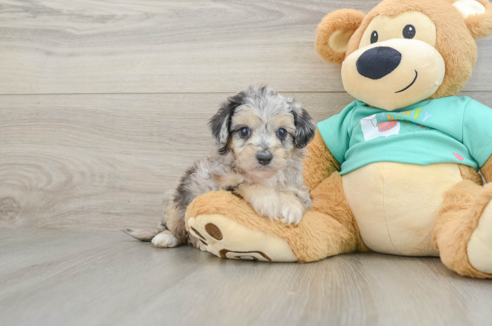 5 week old Mini Aussiedoodle Puppy For Sale - Windy City Pups