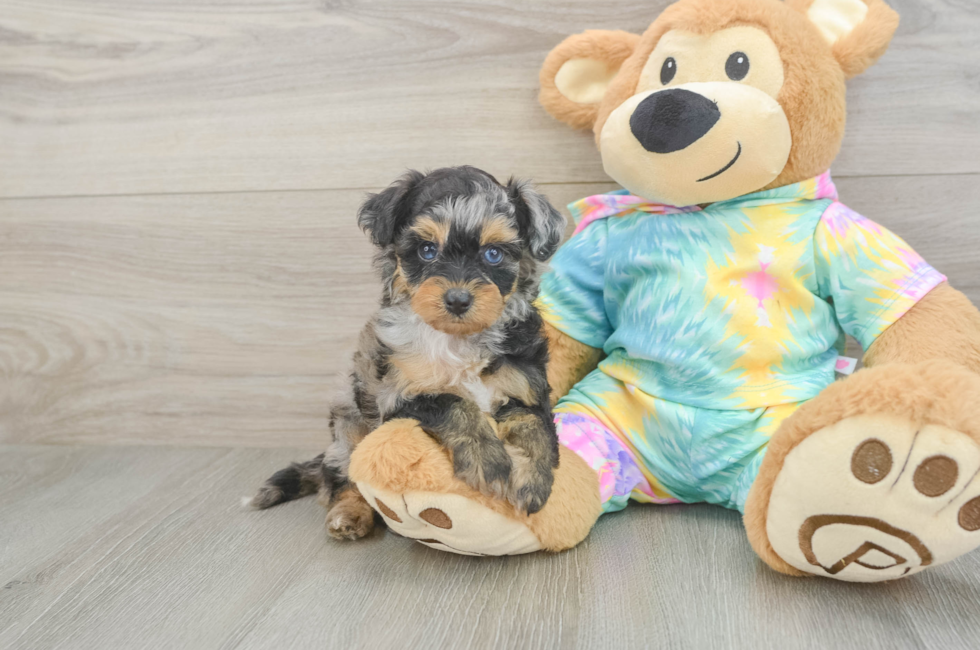 5 week old Mini Aussiedoodle Puppy For Sale - Windy City Pups