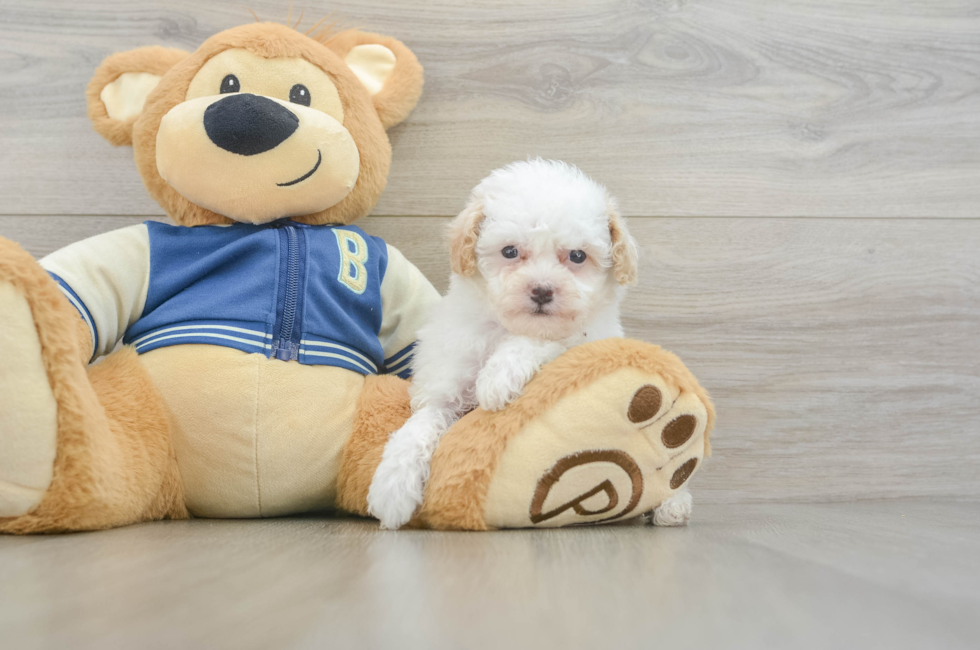 6 week old Mini Aussiedoodle Puppy For Sale - Windy City Pups