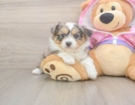 5 week old Mini Aussiedoodle Puppy For Sale - Windy City Pups