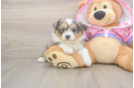 Mini Aussiedoodle Pup Being Cute