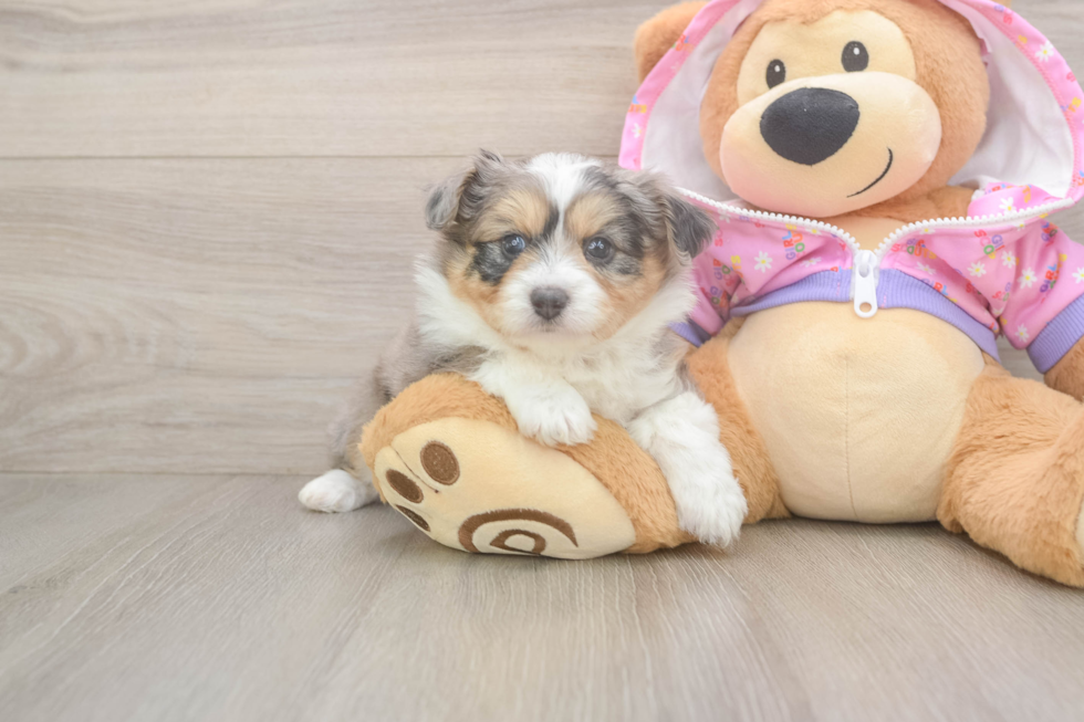 Mini Aussiedoodle Pup Being Cute