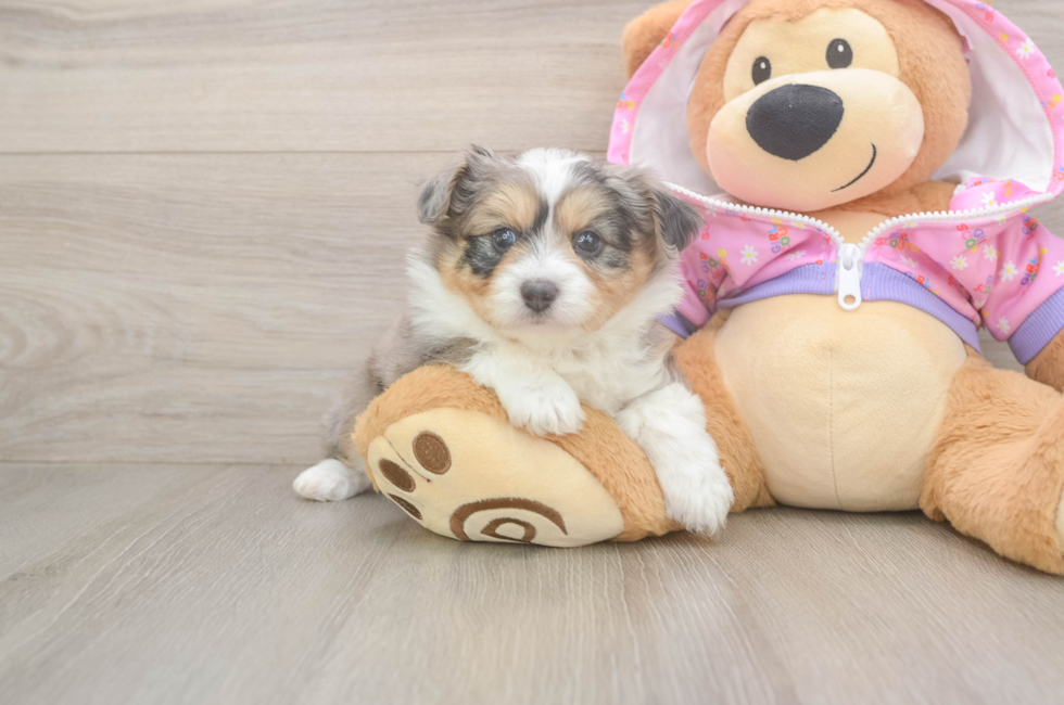 5 week old Mini Aussiedoodle Puppy For Sale - Windy City Pups