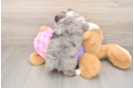 Mini Aussiedoodle Puppy for Adoption