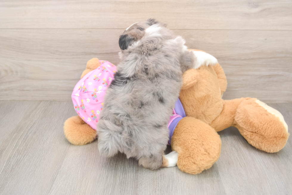 Mini Aussiedoodle Puppy for Adoption