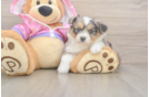 Little Mini Aussiepoo Poodle Mix Puppy