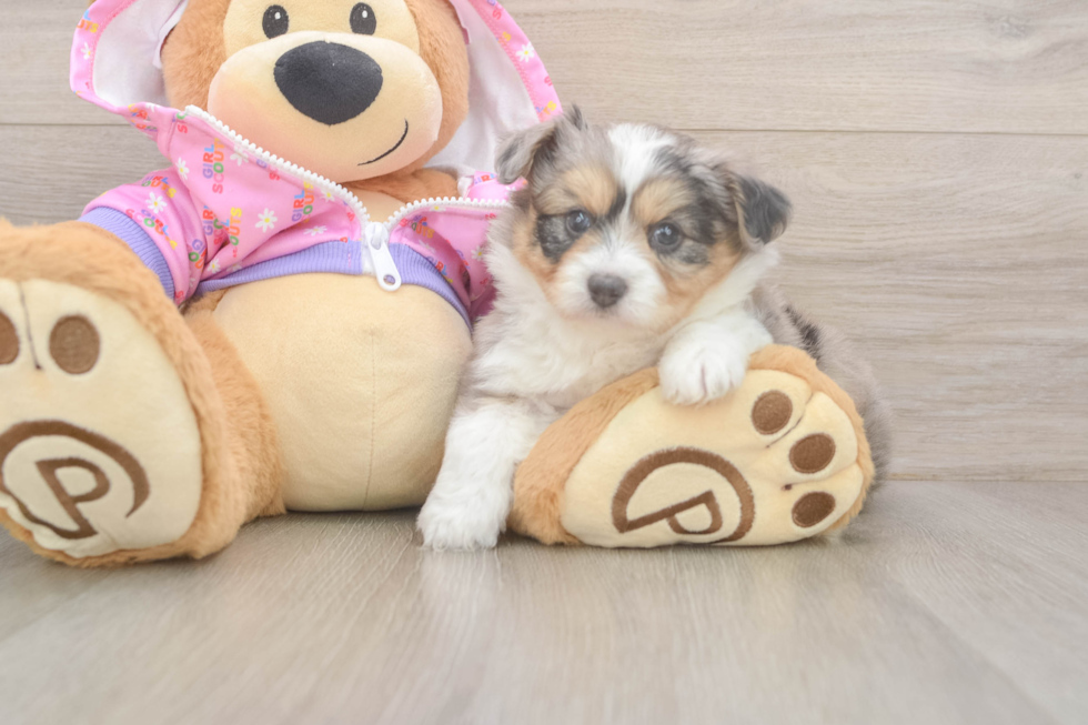 Little Mini Aussiepoo Poodle Mix Puppy