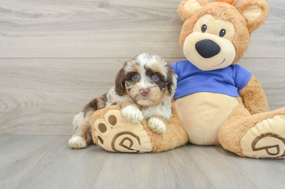 6 week old Mini Aussiedoodle Puppy For Sale - Windy City Pups