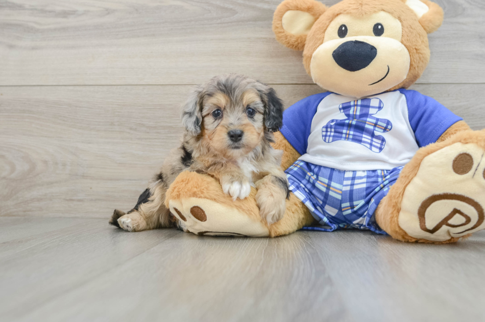 6 week old Mini Aussiedoodle Puppy For Sale - Windy City Pups