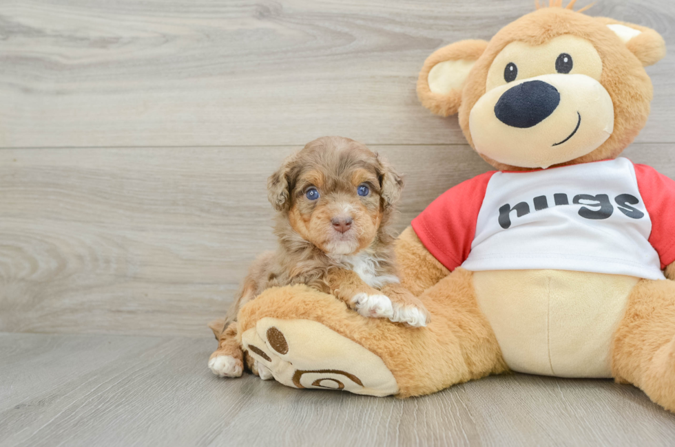 6 week old Mini Aussiedoodle Puppy For Sale - Windy City Pups