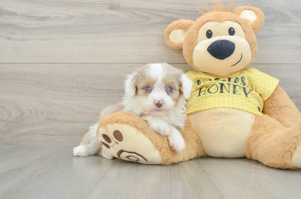 6 week old Mini Aussiedoodle Puppy For Sale - Windy City Pups