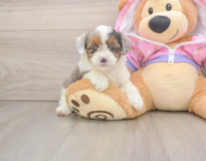 8 week old Mini Aussiedoodle Puppy For Sale - Windy City Pups
