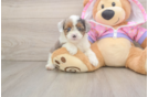 Funny Mini Aussiedoodle Poodle Mix Pup