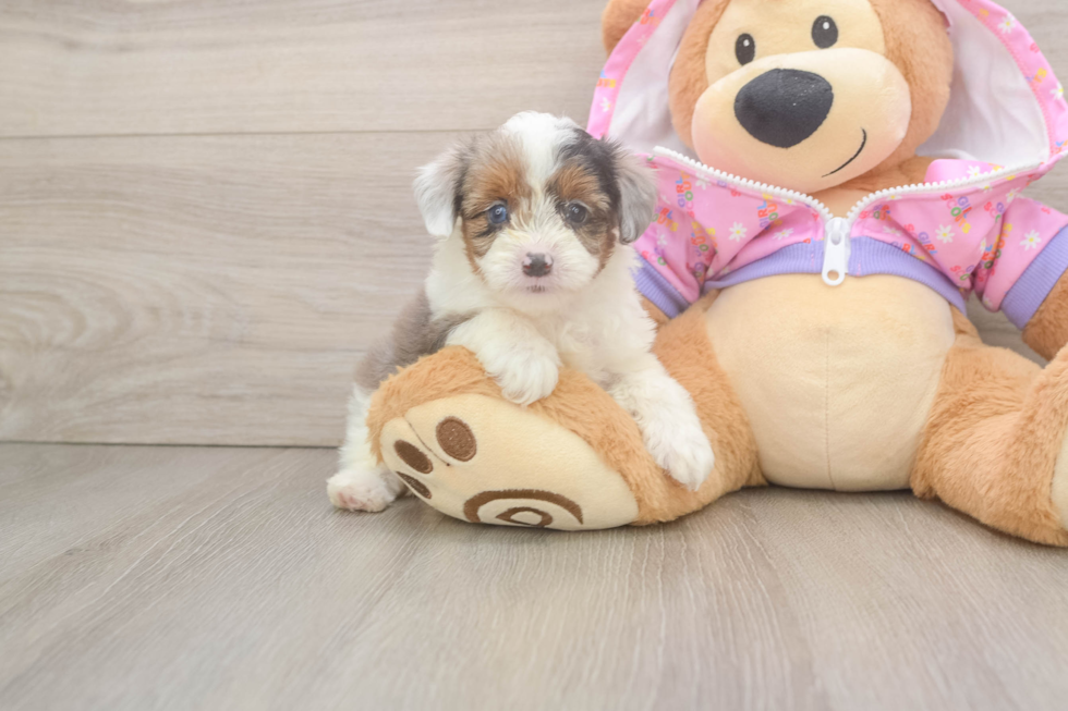 Funny Mini Aussiedoodle Poodle Mix Pup