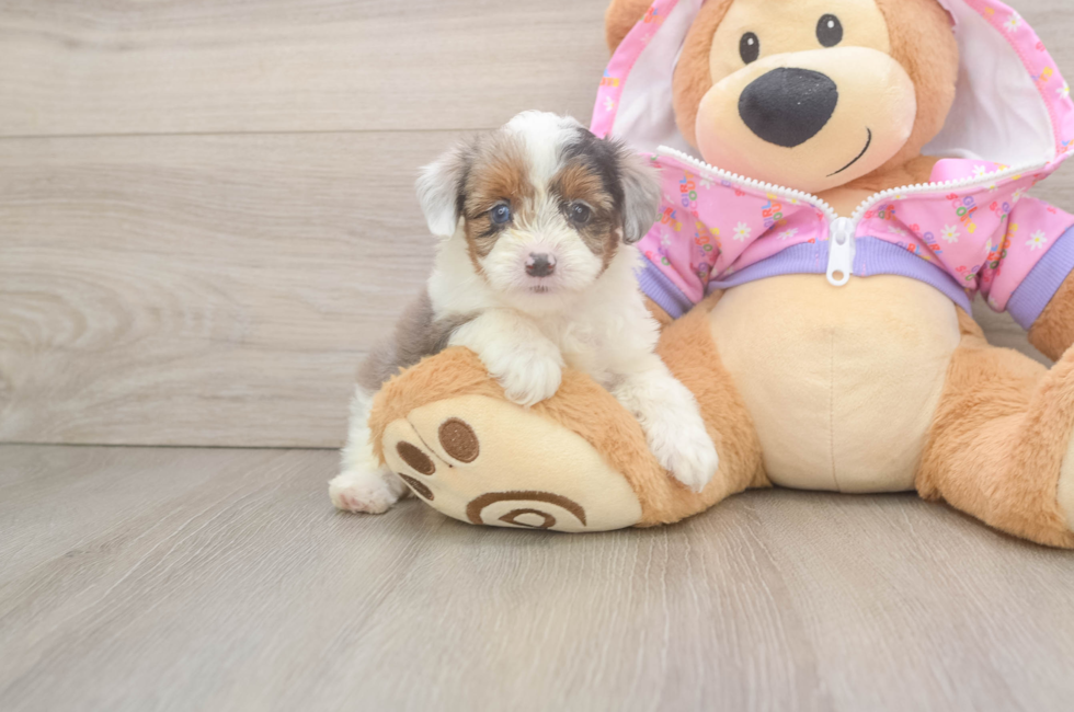 5 week old Mini Aussiedoodle Puppy For Sale - Windy City Pups