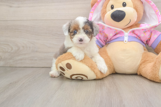 Funny Mini Aussiedoodle Poodle Mix Pup