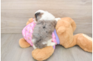 Best Mini Aussiedoodle Baby