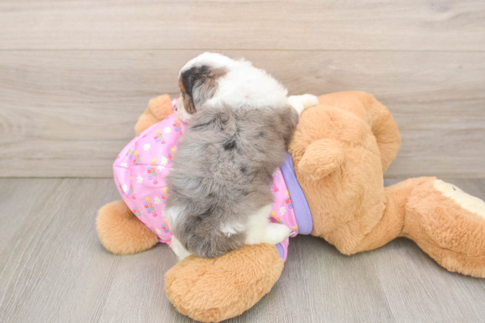 Best Mini Aussiedoodle Baby