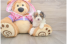 Hypoallergenic Aussiepoo Poodle Mix Puppy