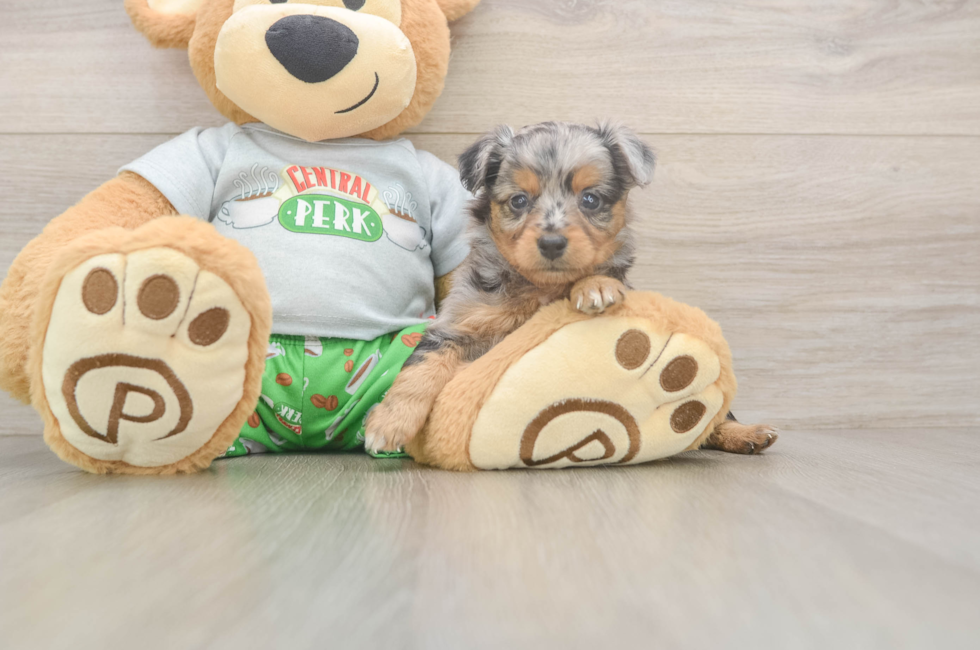 5 week old Mini Aussiedoodle Puppy For Sale - Windy City Pups