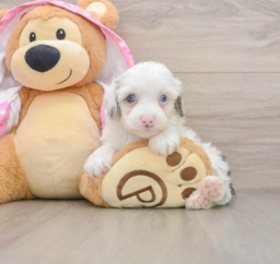 7 week old Mini Aussiedoodle Puppy For Sale - Windy City Pups
