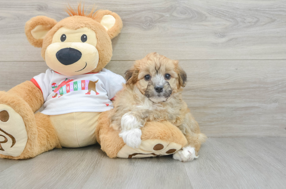 5 week old Mini Aussiedoodle Puppy For Sale - Windy City Pups