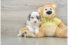 Mini Aussiedoodle Pup Being Cute