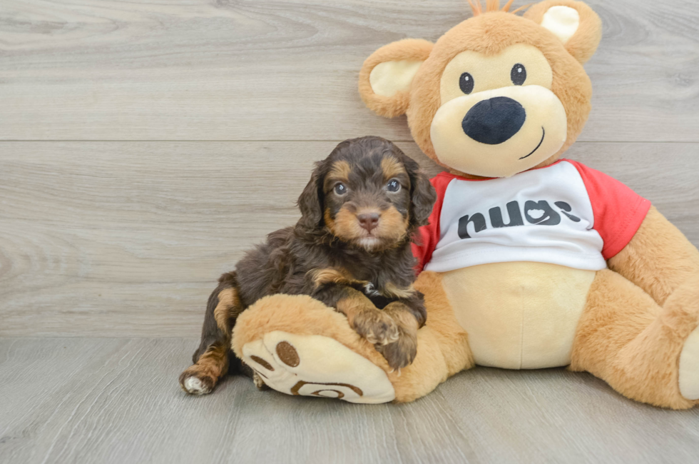 6 week old Mini Aussiedoodle Puppy For Sale - Windy City Pups