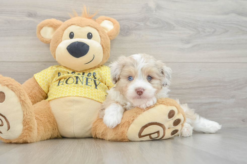 6 week old Mini Aussiedoodle Puppy For Sale - Windy City Pups