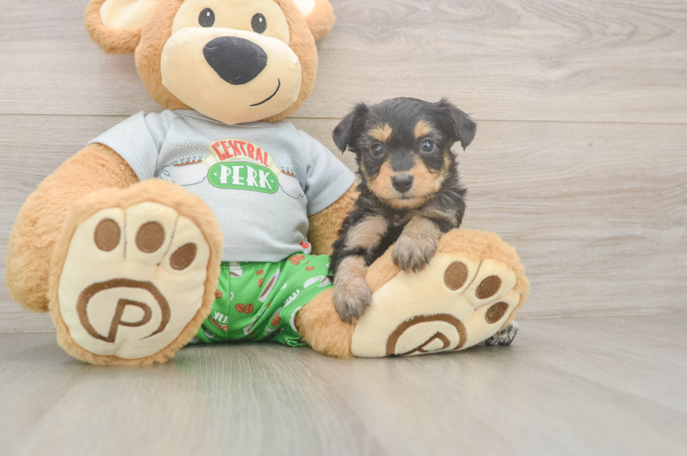 5 week old Mini Aussiedoodle Puppy For Sale - Windy City Pups