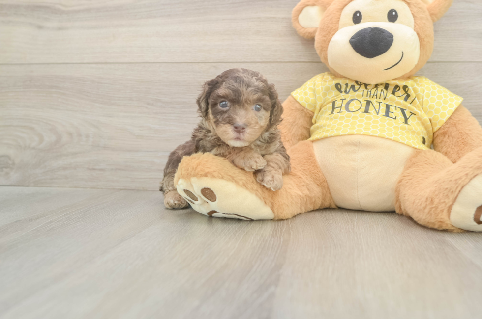 5 week old Mini Aussiedoodle Puppy For Sale - Windy City Pups