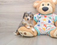 8 week old Mini Aussiedoodle Puppy For Sale - Windy City Pups