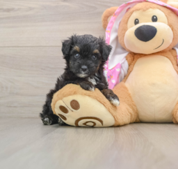 7 week old Mini Aussiedoodle Puppy For Sale - Windy City Pups