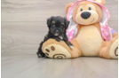 Mini Aussiedoodle Pup Being Cute